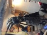Predator 2 made from scratch movie prop