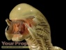 Alien vs  Predator Master Replicas movie prop