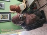 Rick Baker s Shop Gorilla original movie costume