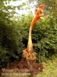 The Day of the Triffids original movie prop